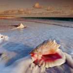 Орел і Черепашка