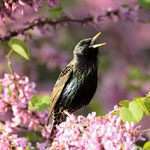 Короткі притчі в картинках: Все на краще