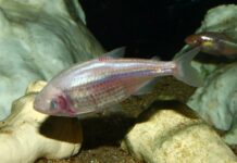 Дивовижні дослідження діабету: уроки, отримані від печерної риби та отруйних равликів