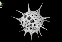 Нанокосмос: Дослідження прихованої краси мікроскопічного світу