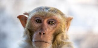 Los CDC detienen la investigación sobre monos y plantean preocupaciones sobre los estudios de enfermedades
