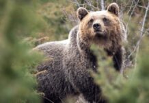 Італійські ведмеді стають менш агресивними завдяки контакту з людьми