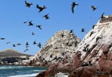 Стародавнє Перуанське королівство процвітало завдяки посліду морських птахів