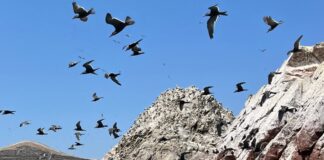 Kerajaan Peru Kuno Berkembang dengan Guano Burung Laut