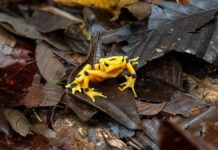 Повернення Золотих Жабак Панами Після Майже Повного Зникнення