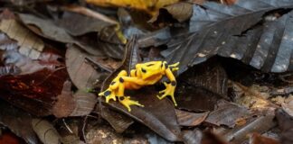 Возвращение Золотых Лягушек Панамы После Почти Полного Исчезновения