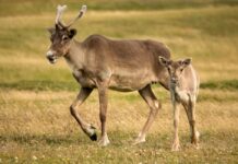 Caribu fêmea come seus chifres para nutrição pós-parto