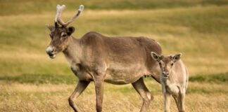 Karibusweibchen fressen ihr abgeworfenes Geweih zur Ernährung nach der Geburt