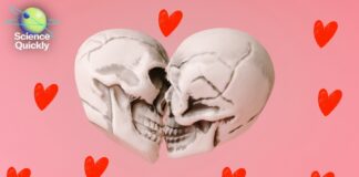 L’histoire ancienne du premier baiser : 21,5 millions d’années en préparation