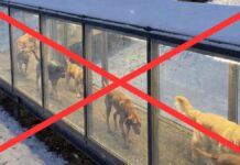 ІІ-Сгенерований Обман: Угорщина Не Будувала Опалювані Тунелі для Бездомних Собак