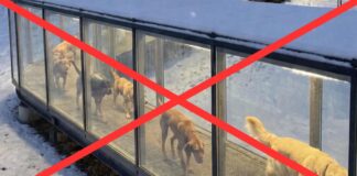 Hoax generovaný AI: Maďarsko nepostavilo vyhřívané tunely pro toulavé psy