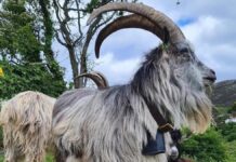 Стародавні Ірландські Кози: Живий Зв’язок із Бронзовим Віком