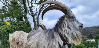 Starożytne irlandzkie kozy: żywy związek z epoką brązu