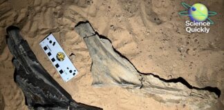 Научные достижения: пересмотр вакцины от гриппа, ингаляционный иммунитет и новое открытие динозавра