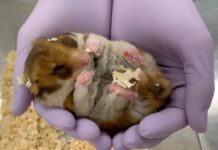 Спячі Хом’яки: Ключ до Людських Космічних Подорожей та Збереження М’язової Маси?