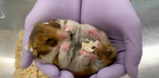 Hamster Hibernasi: Kunci Perjalanan Luar Angkasa Manusia dan Pelestarian Otot?