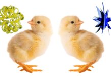 Пташенята кидають виклик уявленням про походження людської мови за допомогою ефекту «Буба-Кіки»