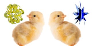Baby Chicks Challenge Human Language Origins with ‘Bouba-Kiki’ Effect