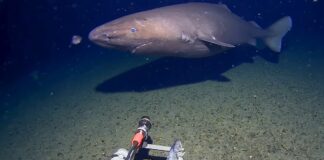 Une observation rare de requin dormeur réécrit les hypothèses sur la vie marine en Antarctique