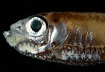 Глибоководні Риби Бачать у Темряві, Використовуючи «Гібридний» Зір