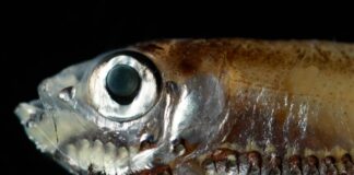 Deep-Sea Fish See in the Dark Using ‘Hybrid’ Vision