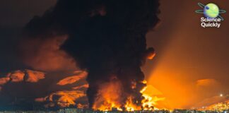 Crisis petroleras, realidades nucleares, extremos climáticos y envejecimiento intestinal