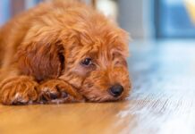 Розвінчуємо міфи про дизайнерських собак: популярні помісі демонструють більше поведінкових проблем