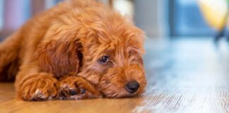 Mitos Anjing Desainer yang Dibantah: Persilangan Populer Menunjukkan Lebih Banyak Masalah Perilaku