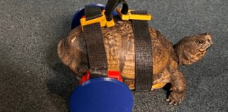 Schildpad gaat aan de slag: 3D-printen herstelt de mobiliteit van gewonde reptielen