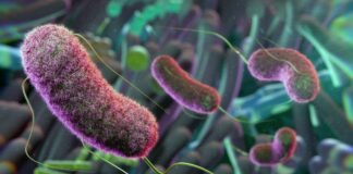 Bactérias intestinais associadas ao envelhecimento cerebral em novo estudo com ratos