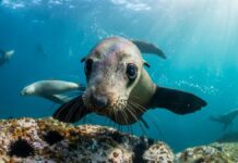 Como os mamíferos marinhos prosperam em um mundo salgado