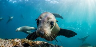 Cómo prosperan los mamíferos marinos en un mundo salado