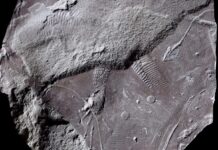 Il “buco del culo” di un antico rettile fossilizzato con dettagli sorprendenti