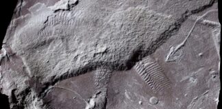 Il “buco del culo” di un antico rettile fossilizzato con dettagli sorprendenti
