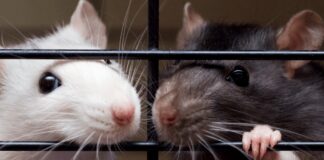 Массовая Сдача Крыс Подталкивает к Усилению Программы Пристройства в Массачусетсе