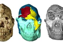 Стародавній Гомінід “Маленька Нога”: Реконструкція Особи Після Десятиріч Досліджень