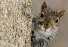 Las ardillas dan prioridad a sus alimentos preferidos, incluso a un costo