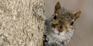 Wiewiórki wybierają swoje ulubione jedzenie, nawet kosztem wysiłku