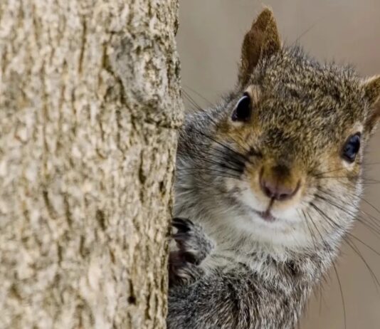 Білки обирають улюблену їжу, навіть ціною зусиль