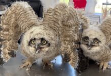 Молоді Сови Відновлюються Після короткочасного перебування на футбольному полі