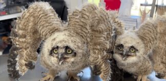 Giovani gufi in convalescenza dopo una breve permanenza sul campo di calcio