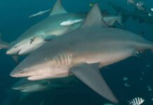 Бичачі Акули Формують Зв’язки, Віддаючи перевагу Компанії Самки