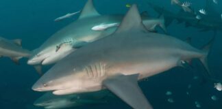 Hiu Banteng Membentuk Ikatan, Lebih Memilih Teman Wanita