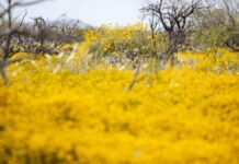 La maleza invasora “Stinknet” invade Arizona y plantea riesgos ecológicos y para la salud