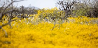 Erva invasiva “Stinknet” invade o Arizona, apresentando riscos ecológicos e à saúde