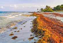 Рекордний Сплеск Sargassum: Очікується Удар по Атлантичному узбережжю в 2026 році