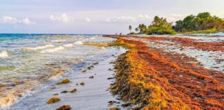 Рекордний Сплеск Sargassum: Очікується Удар по Атлантичному узбережжю в 2026 році