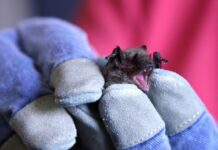 Прихована ціна торгівлі дикими тваринами: ризик зоонозних захворювань, що зростає