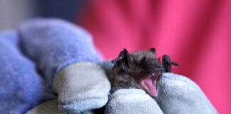 Ukryty koszt handlu dziką fauną i florą: rosnące ryzyko chorób odzwierzęcych