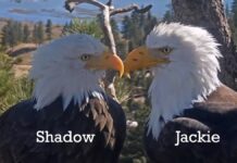 Зірки Біг-Бір: Гід за визначенням Джекі та Шедоу